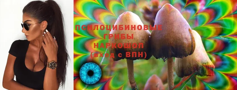 Псилоцибиновые грибы Psilocybe  Комсомольск 